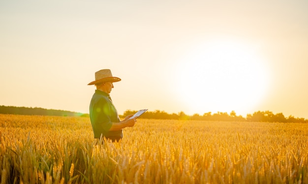 Amazing view with man who check natural organic harvest in the sunset light.