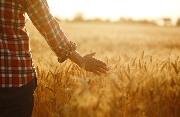 Amazing view with Man With His Back To The Viewer In A Field Of Wheat Touched By The Hand Of Spikes