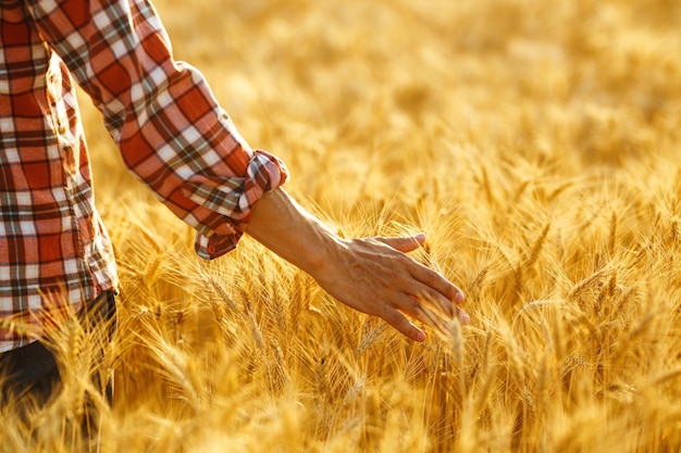 Amazing view with Man With His Back To The Viewer In A Field Of Wheat Touched By The Hand Of Spikes