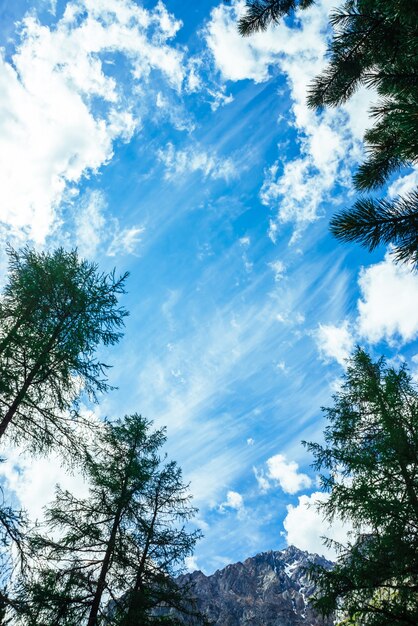 Amazing vivid sky with gentle clouds above snowy mountain range behind high conifer trees