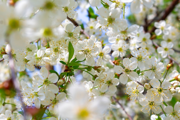 Amazing white cherry blossoms on branches closeup and shallow depth of field green leaves between the flowers spring nature concept