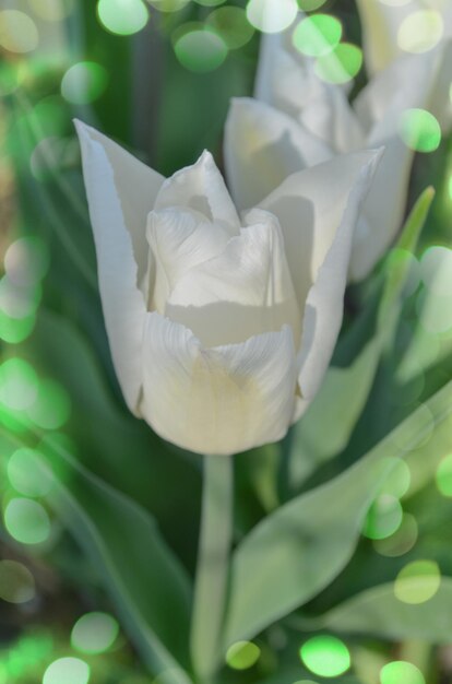 Amazing white tulips blooming Pure white tulips in garden