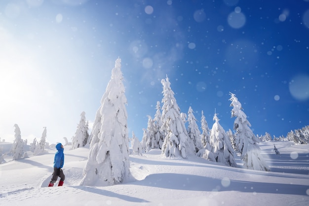 Amazing winter adventure in the mountain forest. The guy stands in a snowdrift and looks at a large snow-covered fir tree. Sunny weather with snowfall