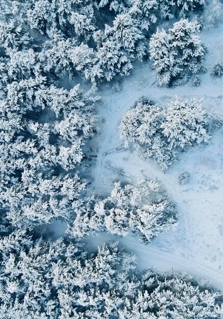 Удивительный зимний лес, полный снега, сверху дрон снял красивый зимний лес