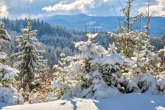 Incredibile paesaggio invernale con pini di foreste innevate nelle fredde montagne all'alba.