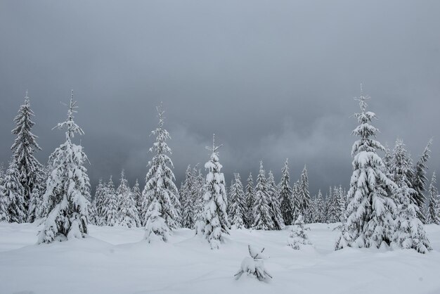 Amazing winter landscape with snow covered fir tree forest