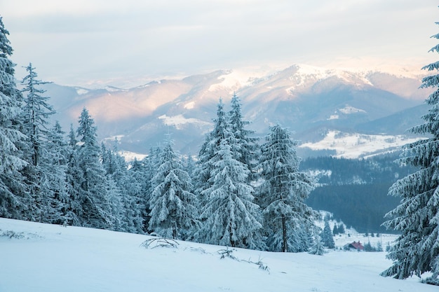 Amazing winter landscape with snowy fir trees in the mountains