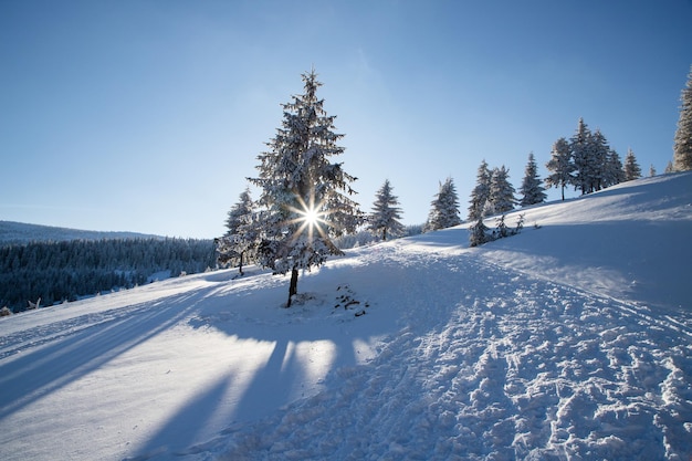 山の中に雪に覆われたモミの木がある素晴らしい冬の風景