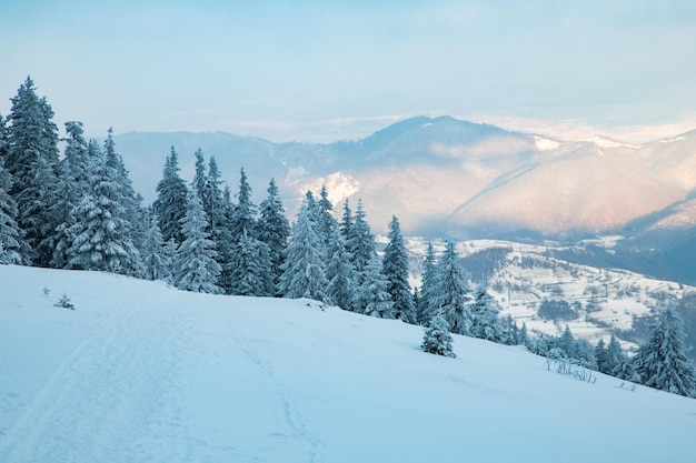 山の中に雪に覆われたモミの木がある素晴らしい冬の風景