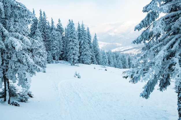 Amazing winter landscape with snowy fir trees in the mountains