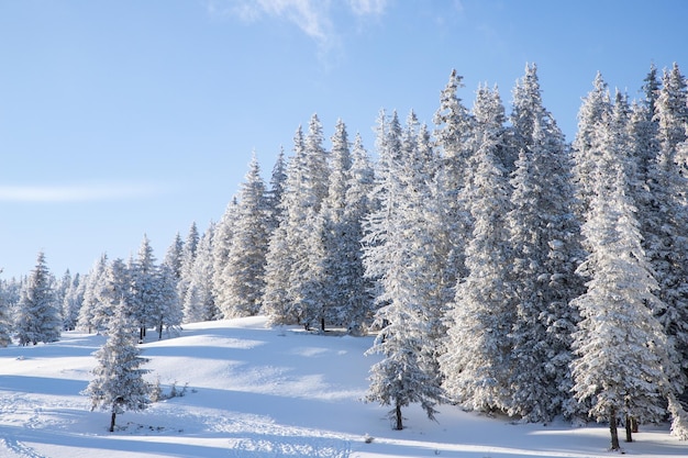 山の中に雪に覆われたモミの木がある素晴らしい冬の風景