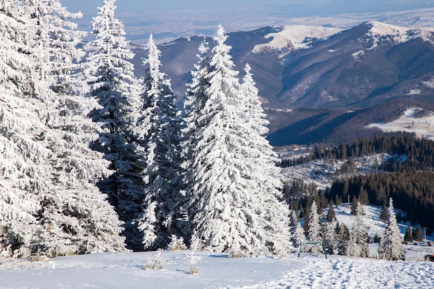 山の中に雪に覆われたモミの木がある素晴らしい冬の風景