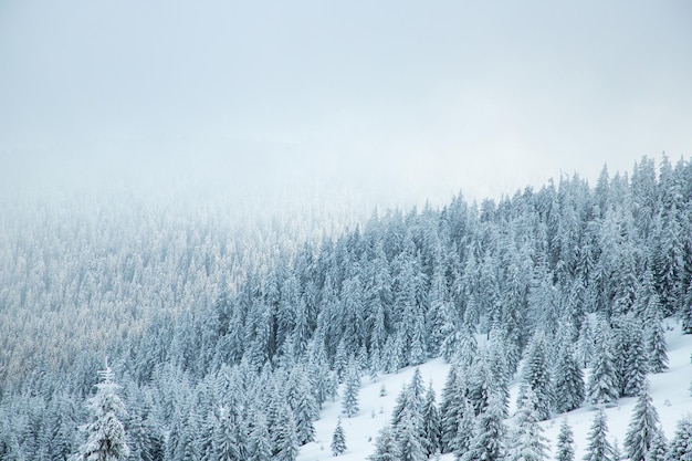 Удивительный зимний пейзаж со снежными елями в горах