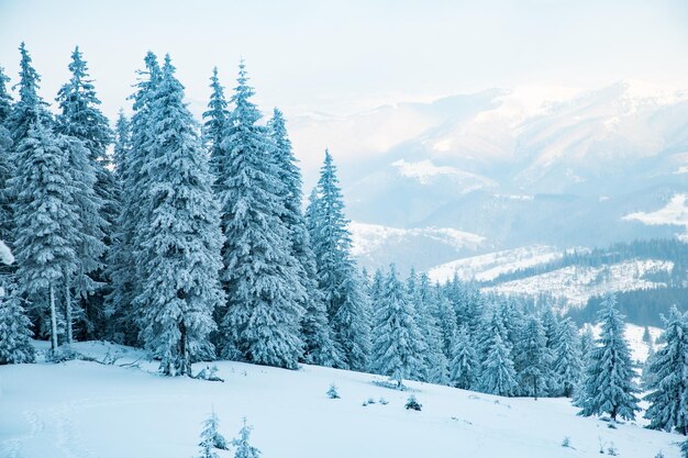 Amazing winter landscape with snowy fir trees in the mountains