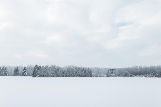 Amazing winter view with snow and forest