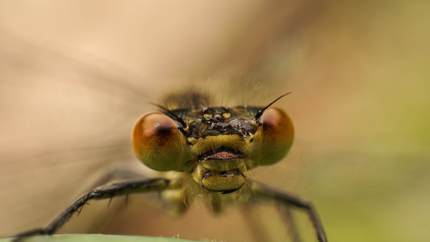 Amazing yellow dragonfly eyes shot close-up, selective focus