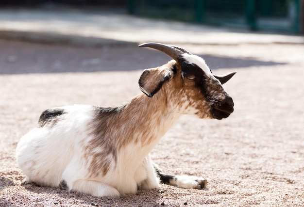 Удивительный молодой козел на фоне песка Жертвоприношение животных исламским традициям