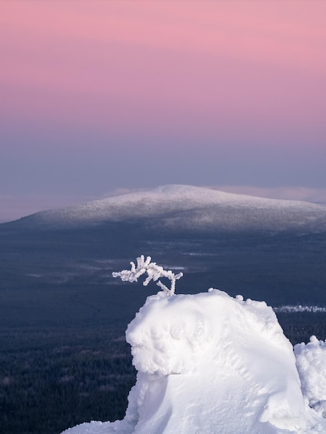 Amazing zen vertical view with a snowcovered branch on the\
background of a conical hill with a rich purple morning sky amazing\
cold pink dawn over a snowy winter hill mystical arctic fairy\
tale