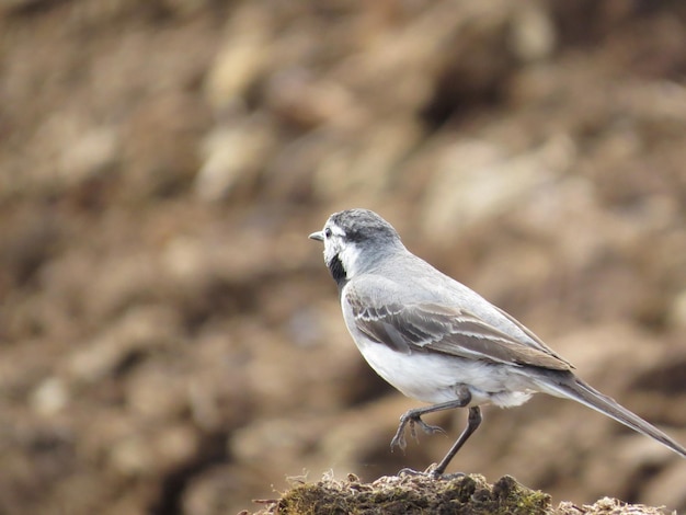 Amazingly beautiful birds in nature