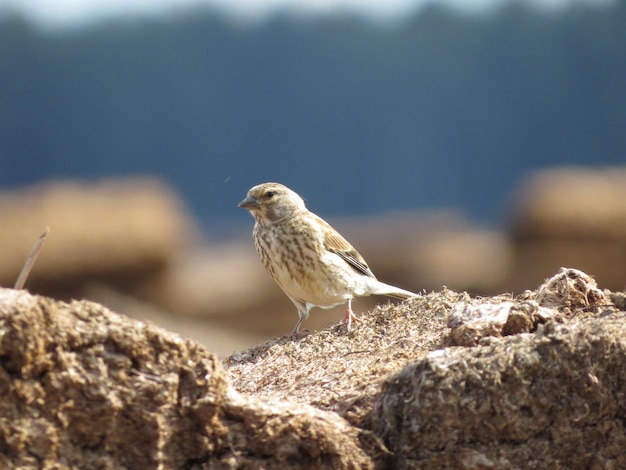 Amazingly beautiful birds in nature