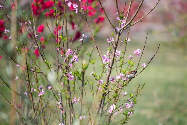 Photo amazingly beautiful cherry blossom flowers in the time of spring season