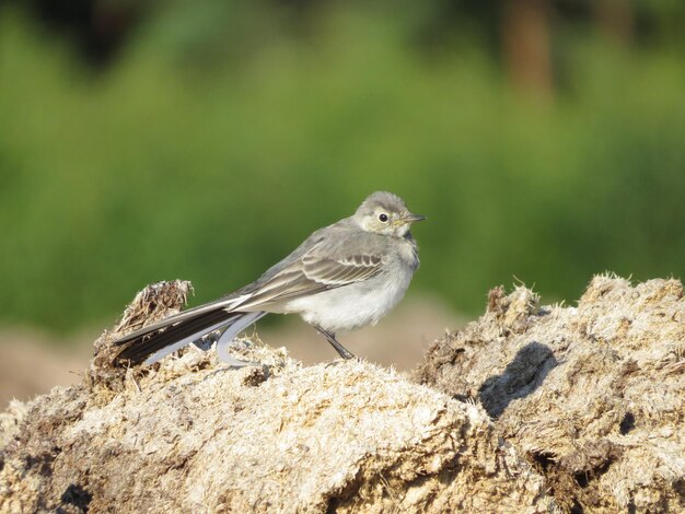 Amazingly beautiful environment and birds