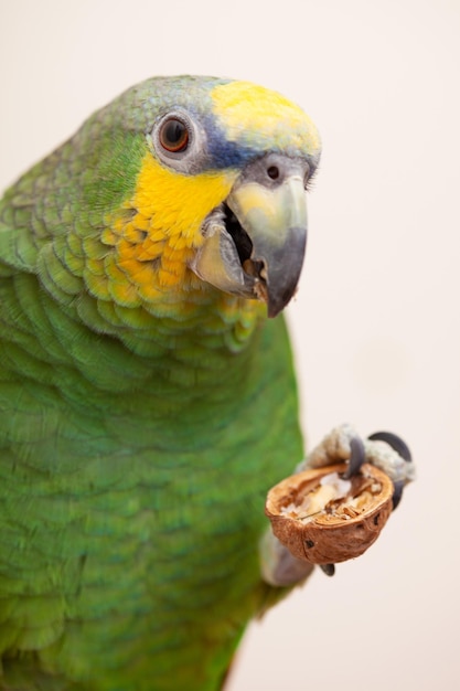 Amazon green parrot eating a nut walnut close up