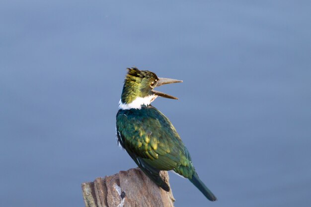 아마존 Kingfisher는 브라질 Pantanal에서 닫습니다. 브라질 야생 동물