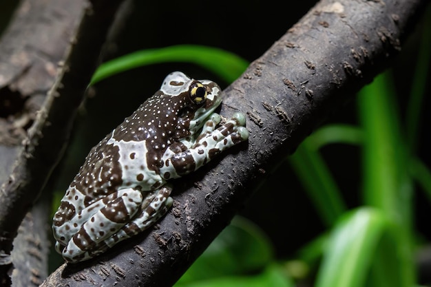Amazon milk frog on branch Trachycephalus resinifictrix
