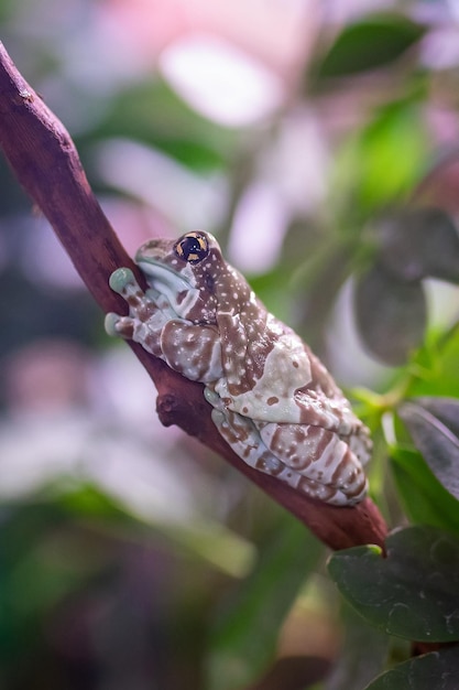 Amazon milk frog trachycephalus resinifictrix perched on thin\
branch in terrarium is a large species of arboreal frog