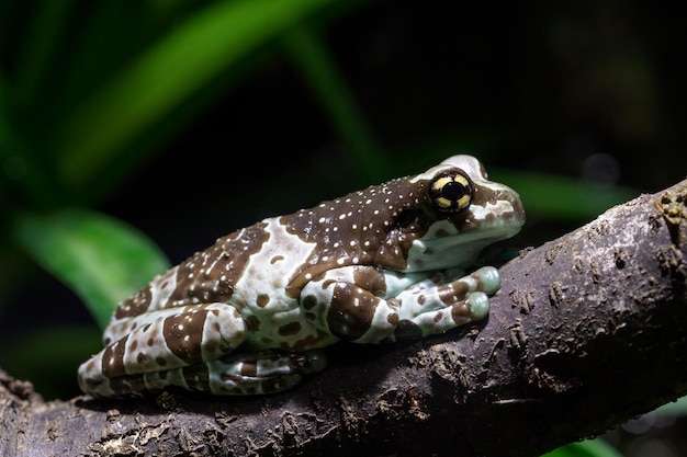 Амазонская молочная лягушка Trachycephalus Resinifictrix