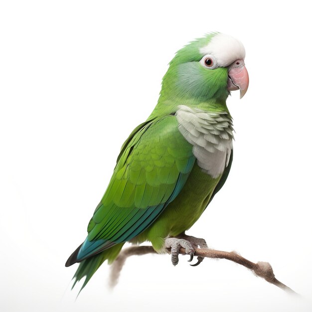 amazon parrot isolated in white background