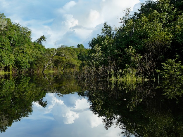 Amazon river in the rainforest