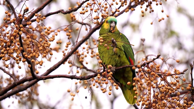 amazona ochrocephala panamensis голубоглазый попугай