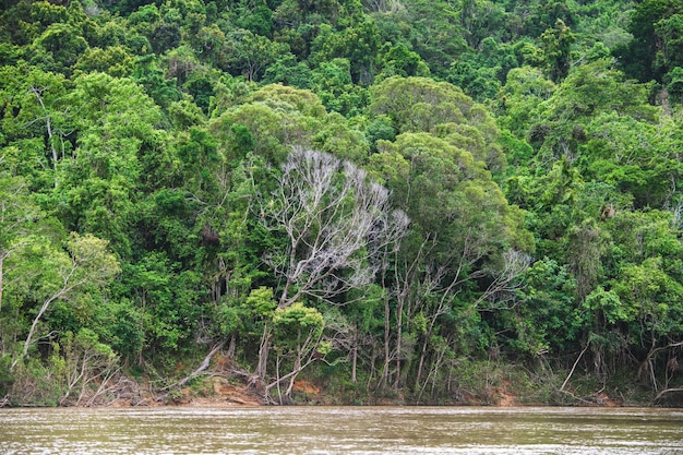 amazonas rainforests