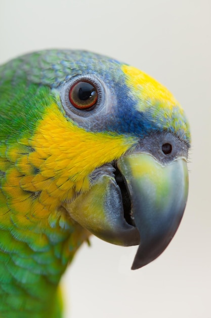 Amazone groene papegaai die een notenwalnoot van dichtbij eet