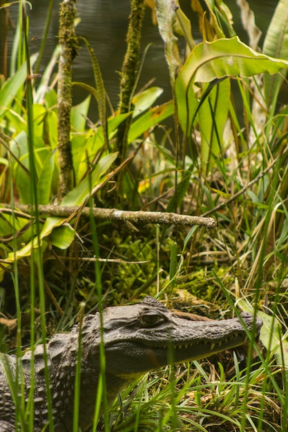 Amazonian crocodrile