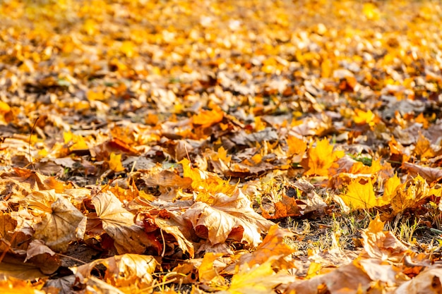 Foglie d'autunno ambrate sul terreno nel parco