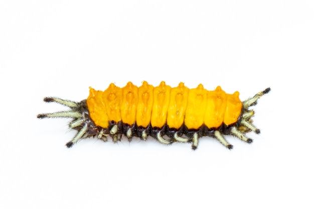 amber caterpillar isolated. Animal. Insect.