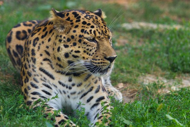 Foto leopardo ambra