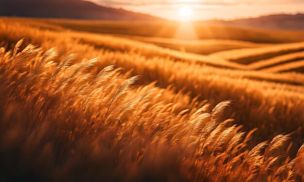 Amber waves in the heartland wallpaper