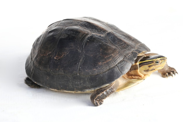 Photo the amboina asian box turtle isolated on white