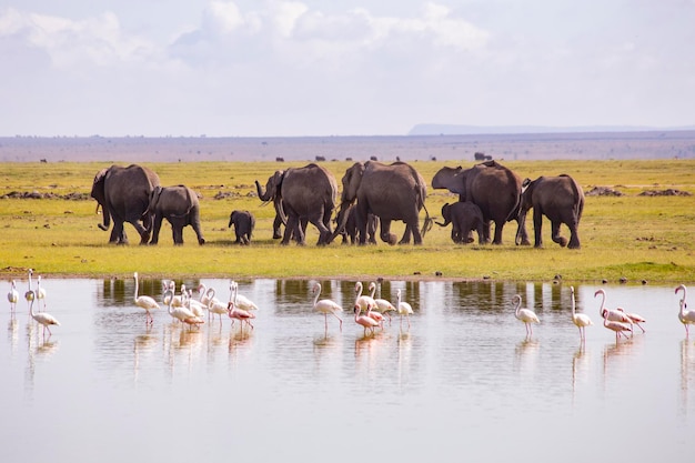 ケニアのアンボセリ湖。湖岸の象とフラミンゴ、アンボセリ国立公園、ケニア