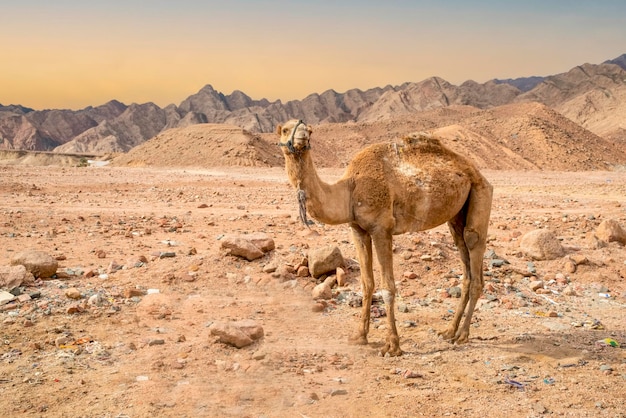 Ð¡amel stands against the backdrop of beautiful mountains and skyÂ Egypt Africa