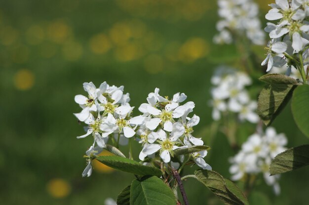 Photo amelanchier bush in bloom also known as shadbush shadwood or shadblow in springtime