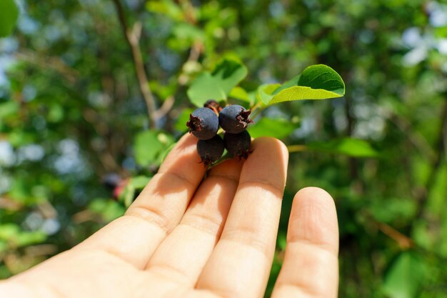 Photo amelanchier shadbush juneberry irga or sugar plum ripe berries selective focus