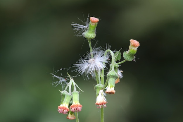 Фото ameran fireweed или burnweed