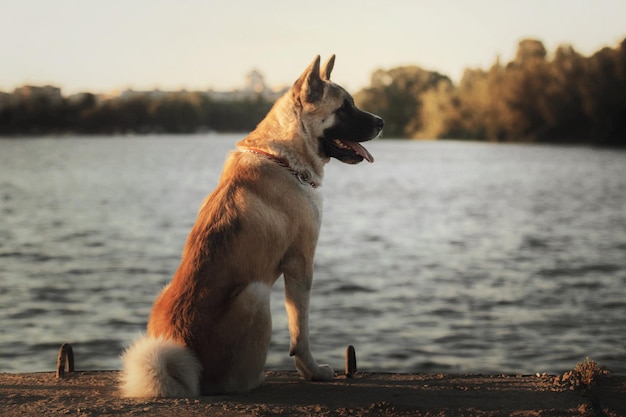 American akita dog in bandana on the shore