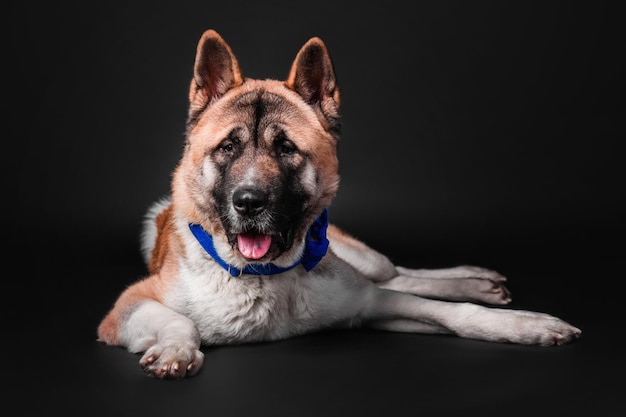 American akita dog on black background isolated