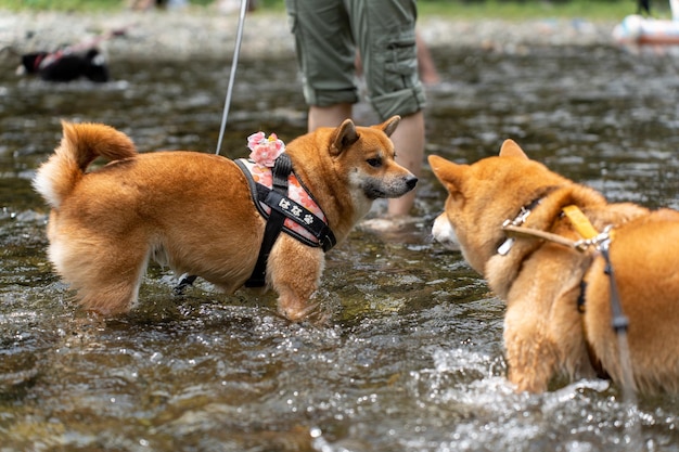 American Akita dog standing in water enjoy sunrise at lake